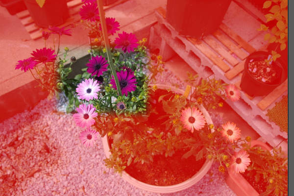 6. 視覚化された選択率