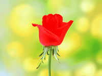 ���Ȃ��͂��̐Ԃ��Ԃ��牽�������܂����H