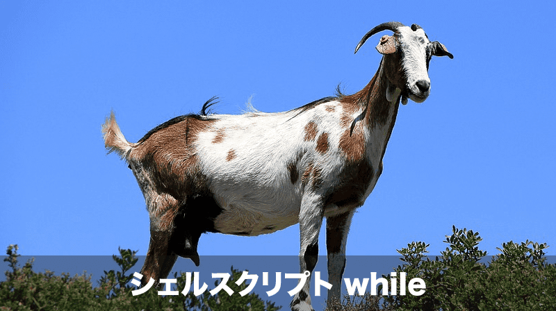 シェルスクリプトのwhile