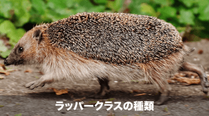 ラッパークラスの種類