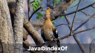 javaのindexof