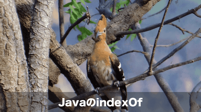 javaのindexof