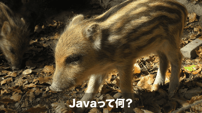 javaって何？