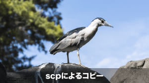 scpによるコピー