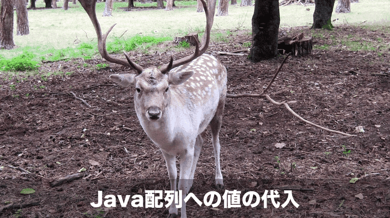 java配列の値の代入
