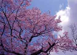 �T���v���P