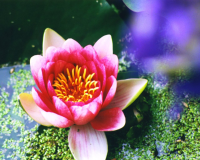 ���񂾂�ƕω����Ă���摜